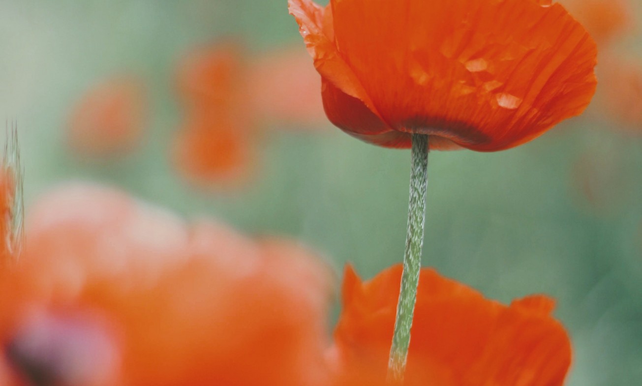 Tall Poppy Syndrome